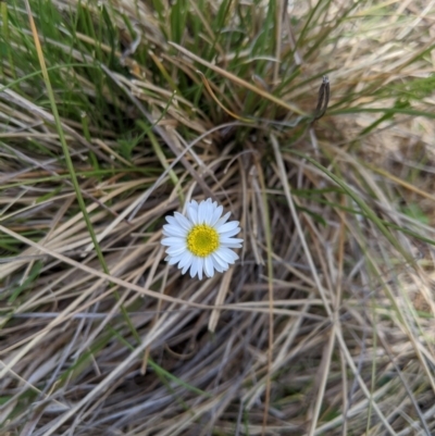 Brachyscome sp. (Cut-leaf Daisy) at Tennent, ACT - 25 Dec 2019 by MattM