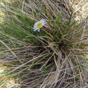 Brachyscome sp. at Tennent, ACT - 25 Dec 2019