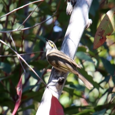 Caligavis chrysops (Yellow-faced Honeyeater) at Wingecarribee Local Government Area - 18 Oct 2018 by JanHartog