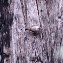 Daphoenositta chrysoptera (Varied Sittella) at Alpine, NSW - 24 Oct 2018 by JanHartog