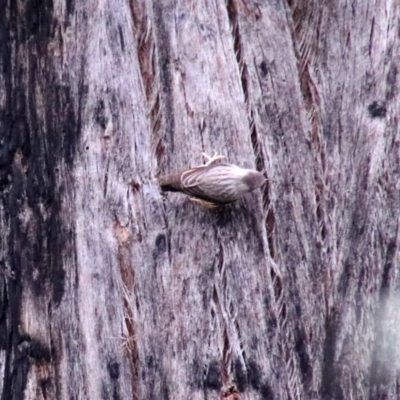 Daphoenositta chrysoptera (Varied Sittella) at Upper Nepean - 24 Oct 2018 by JanHartog