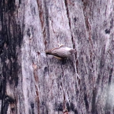 Daphoenositta chrysoptera (Varied Sittella) at Upper Nepean - 24 Oct 2018 by JanHartog