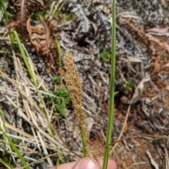Carex appressa (Tall Sedge) at Tennent, ACT - 25 Dec 2019 by MattM