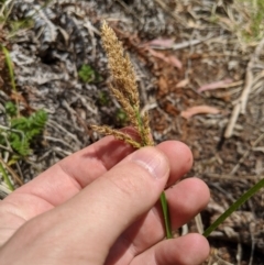 Carex appressa at Tennent, ACT - 25 Dec 2019