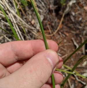 Carex appressa at Tennent, ACT - 25 Dec 2019