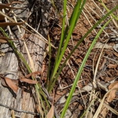 Carex appressa at Tennent, ACT - 25 Dec 2019 01:40 PM