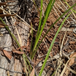 Carex appressa at Tennent, ACT - 25 Dec 2019