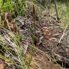 Carex appressa at Tennent, ACT - 25 Dec 2019