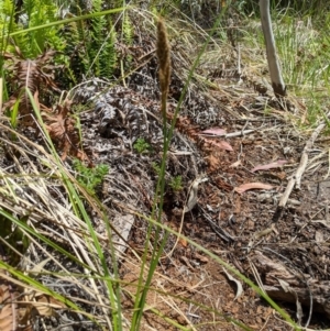 Carex appressa at Tennent, ACT - 25 Dec 2019