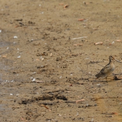 Gallinago hardwickii (Latham's Snipe) at Dunlop, ACT - 26 Dec 2019 by Tammy