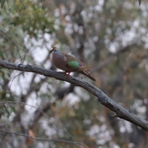 Phaps chalcoptera at Cook, ACT - 27 Dec 2019