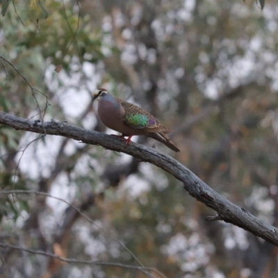 Phaps chalcoptera (Common Bronzewing) at Cook, ACT - 27 Dec 2019 by Tammy