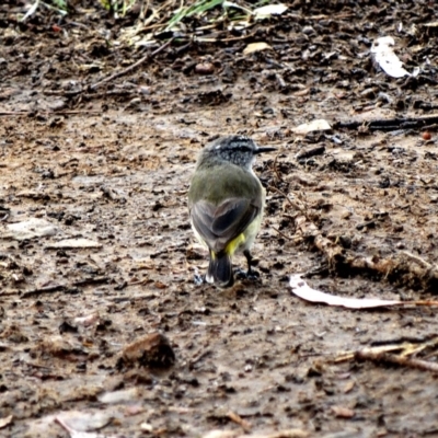 Acanthiza chrysorrhoa (Yellow-rumped Thornbill) at Wingecarribee Local Government Area - 27 Oct 2017 by JanHartog