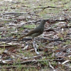 Ptilonorhynchus violaceus (Satin Bowerbird) at Alpine - 18 Nov 2017 by JanHartog