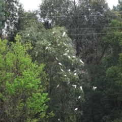 Cacatua galerita (Sulphur-crested Cockatoo) at Alpine, NSW - 4 Nov 2017 by JanHartog