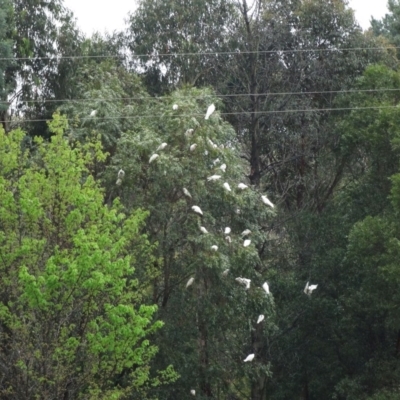 Cacatua galerita (Sulphur-crested Cockatoo) at Wingecarribee Local Government Area - 3 Nov 2017 by JanHartog