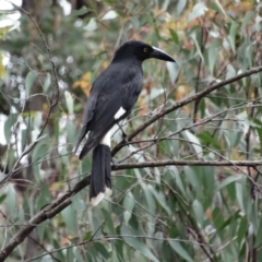 Strepera graculina (Pied Currawong) at Alpine, NSW - 25 Oct 2017 by JanHartog