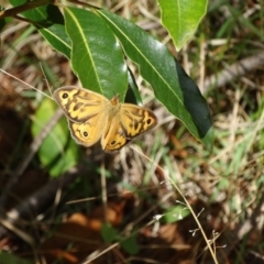 Heteronympha merope (Common Brown Butterfly) at Wingecarribee Local Government Area - 22 Nov 2017 by JanHartog