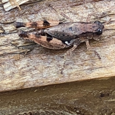 Phaulacridium vittatum (Wingless Grasshopper) at Monash, ACT - 25 Dec 2019 by jackQ