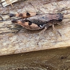 Phaulacridium vittatum (Wingless Grasshopper) at Monash, ACT - 25 Dec 2019 by jackQ