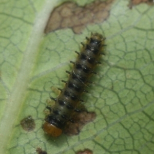 Lamprolina impressicollis at Lake Curalo - 27 Dec 2019 08:48 PM