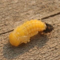 Lamprolina impressicollis at Lake Curalo - 27 Dec 2019 08:48 PM