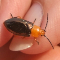 Lamprolina impressicollis at Lake Curalo - 27 Dec 2019