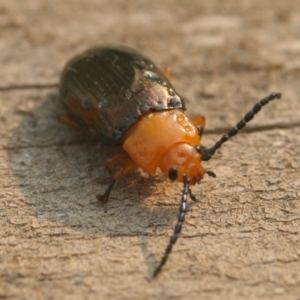 Lamprolina impressicollis at Lake Curalo - 27 Dec 2019 08:48 PM