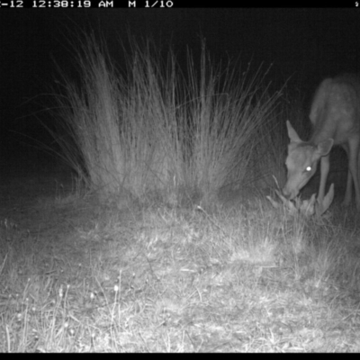 Dama dama (Fallow Deer) at Illilanga & Baroona - 11 Dec 2019 by Illilanga