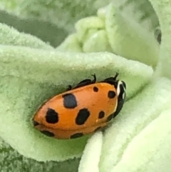 Hippodamia variegata (Spotted Amber Ladybird) at Monash, ACT - 15 Dec 2019 by jackQ