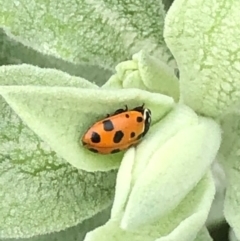 Hippodamia variegata at Monash, ACT - 15 Dec 2019 10:45 AM