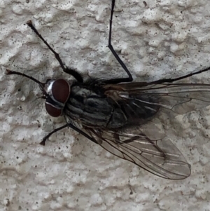 Muscidae (family) at Monash, ACT - 12 Dec 2019 06:42 PM