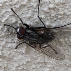 Muscidae (family) at Monash, ACT - 12 Dec 2019 06:42 PM