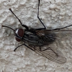 Muscidae (family) at Monash, ACT - 12 Dec 2019 06:42 PM