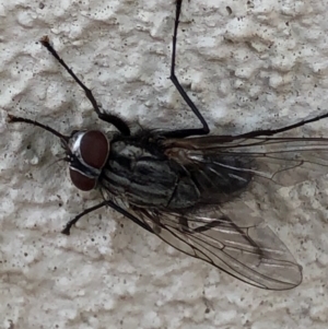 Muscidae (family) at Monash, ACT - 12 Dec 2019 06:42 PM