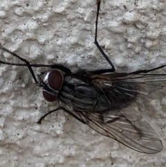 Muscidae (family) at Monash, ACT - 12 Dec 2019