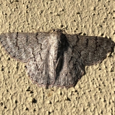 Crypsiphona ocultaria (Red-lined Looper Moth) at Monash, ACT - 11 Dec 2019 by jackQ