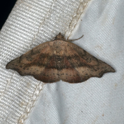 Sophta concavata (Varied Hookwing) at Rosedale, NSW - 15 Nov 2019 by jb2602