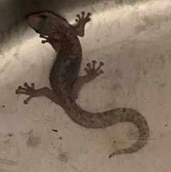 Christinus marmoratus (Southern Marbled Gecko) at Monash, ACT - 10 Dec 2019 by jackQ