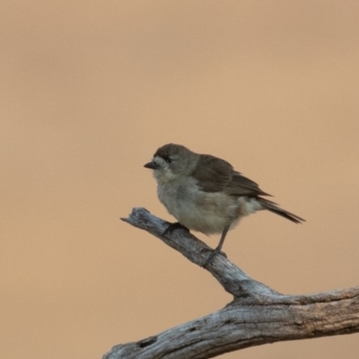Aphelocephala leucopsis (Southern Whiteface) at Tennent, ACT - 27 Dec 2019 by rawshorty