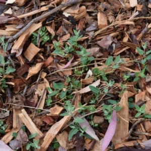 Einadia nutans subsp. nutans at Weston, ACT - 28 Dec 2019