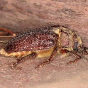 Sceleocantha glabricollis at Kambah, ACT - 27 Dec 2019 08:46 PM