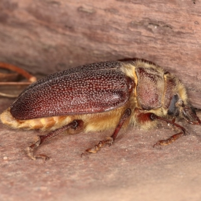 Sceleocantha glabricollis (Wattle root longicorn) at Kambah, ACT - 27 Dec 2019 by Marthijn