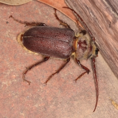 Sceleocantha glabricollis at Kambah, ACT - 27 Dec 2019