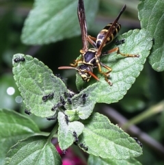 Polistes (Polistes) chinensis (Asian paper wasp) at Macgregor, ACT - 27 Dec 2019 by Roger