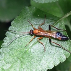 Ctenochares bicolorus (Black-tipped orange ichneumon) at Macgregor, ACT - 27 Dec 2019 by Roger