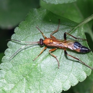 Ctenochares bicolorus at Macgregor, ACT - 27 Dec 2019