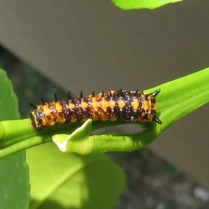 Papilio anactus at Wanniassa, ACT - 28 Dec 2019