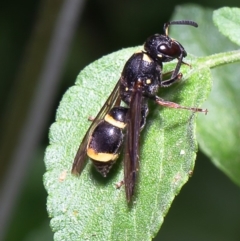 Eumeninae (subfamily) (Unidentified Potter wasp) at Macgregor, ACT - 27 Dec 2019 by Roger