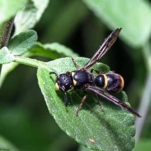 Eumeninae (subfamily) at Macgregor, ACT - 27 Dec 2019